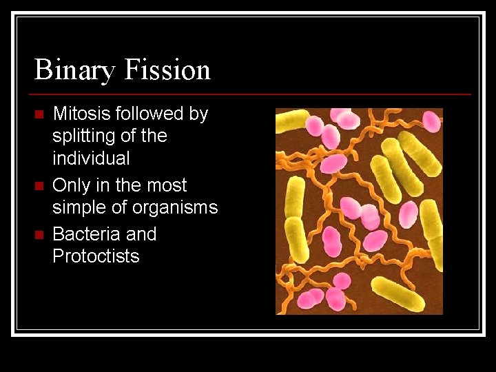 Binary Fission n Mitosis followed by splitting of the individual Only in the most