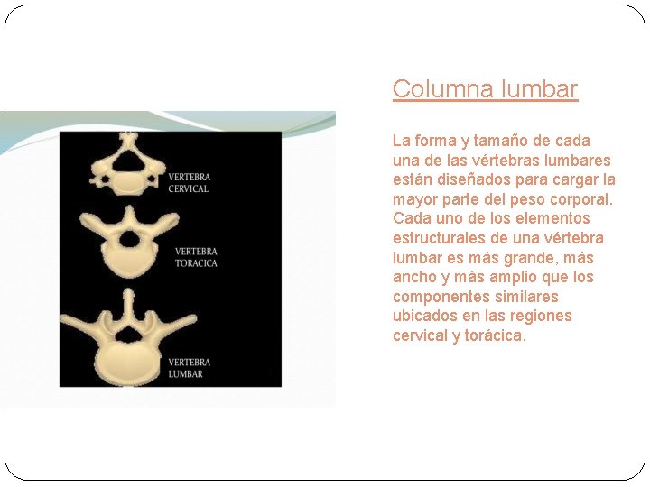 Columna lumbar La forma y tamaño de cada una de las vértebras lumbares están