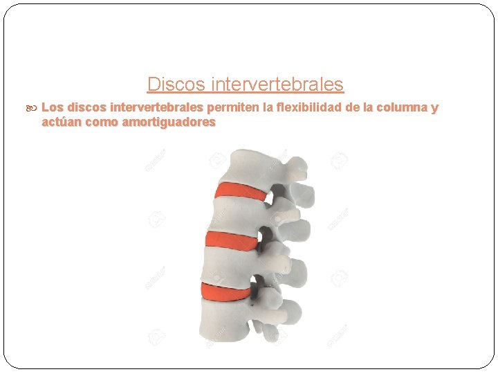 Discos intervertebrales Los discos intervertebrales permiten la flexibilidad de la columna y actúan como