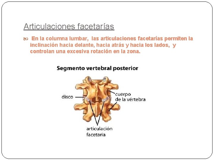 Articulaciones facetarías En la columna lumbar, las articulaciones facetarías permiten la inclinación hacia delante,