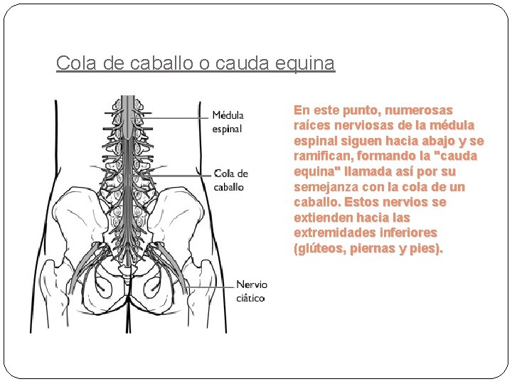 Cola de caballo o cauda equina En este punto, numerosas raíces nerviosas de la