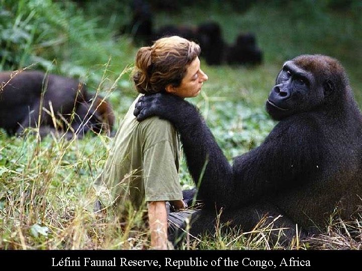 Léfini Faunal Reserve, Republic of the Congo, Africa 