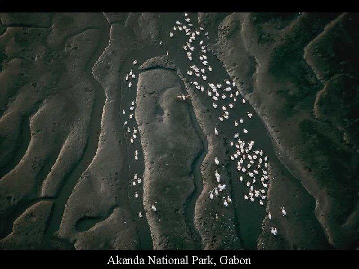 Akanda National Park, Gabon 