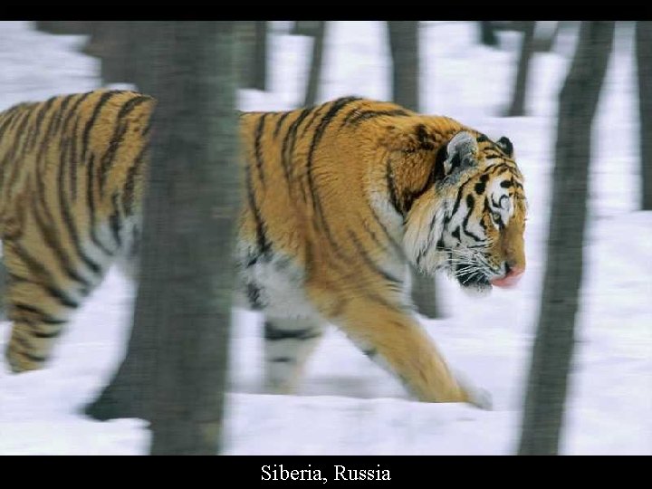 Siberia, Russia 