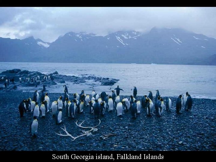 South Georgia island, Falkland Islands 