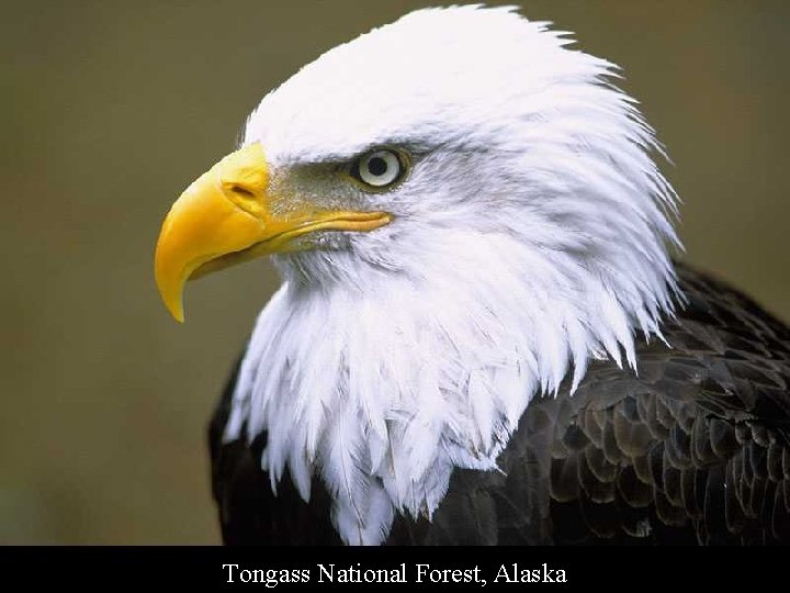 Tongass National Forest, Alaska 