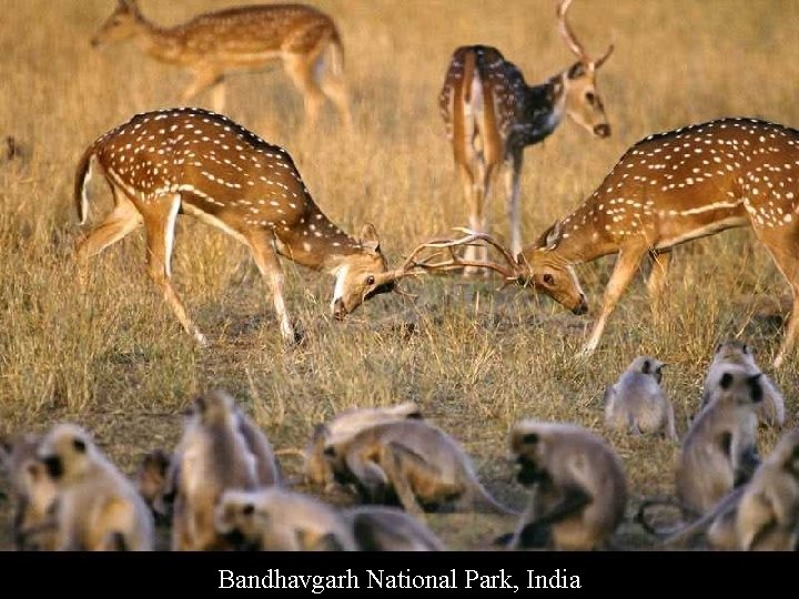 Bandhavgarh National Park, India 