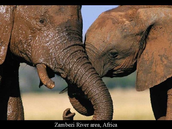 Zambezi River area, Africa 