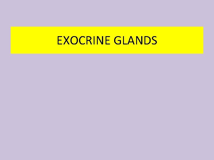 EXOCRINE GLANDS 