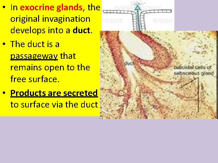  • In exocrine glands, the original invagination develops into a duct. • The