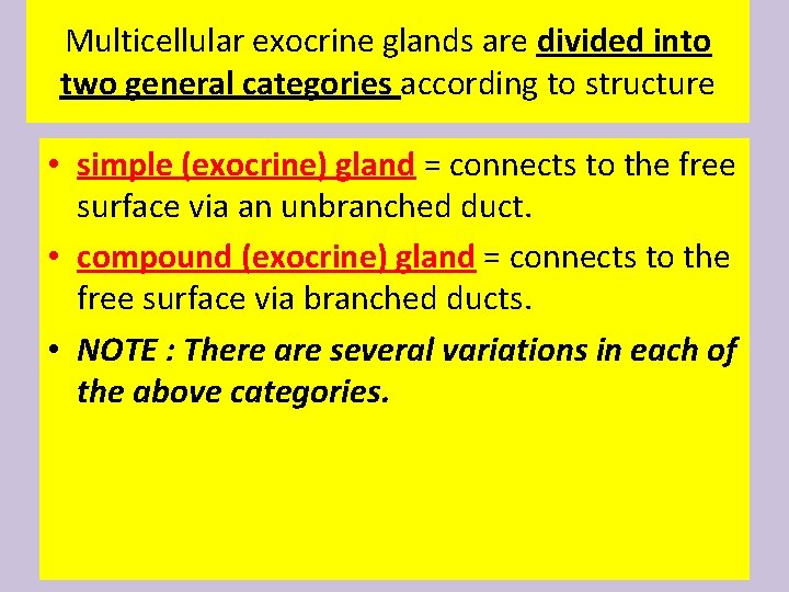 Multicellular exocrine glands are divided into two general categories according to structure • simple