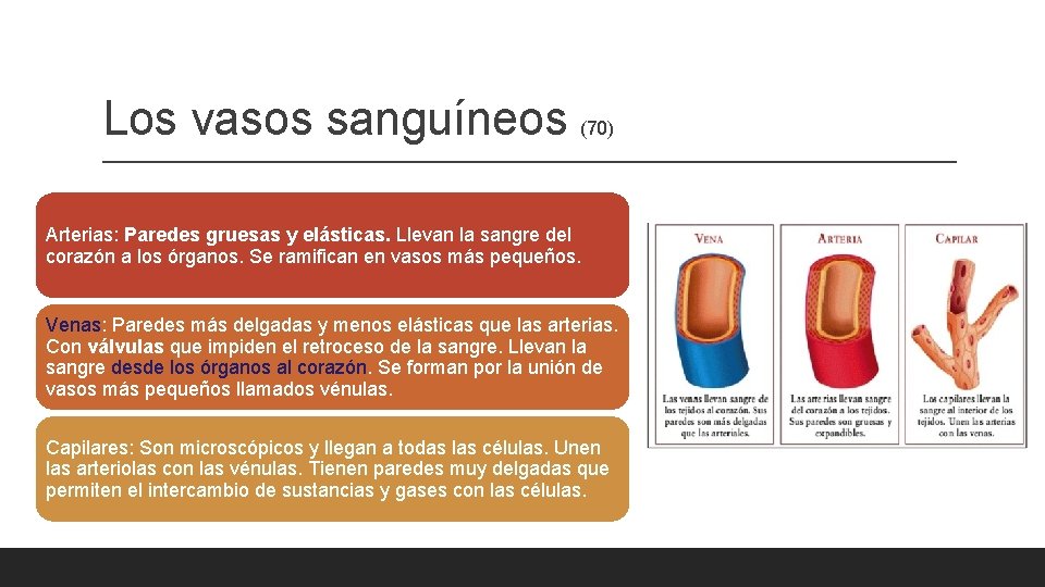 Los vasos sanguíneos (70) Arterias: Paredes gruesas y elásticas. Llevan la sangre del corazón