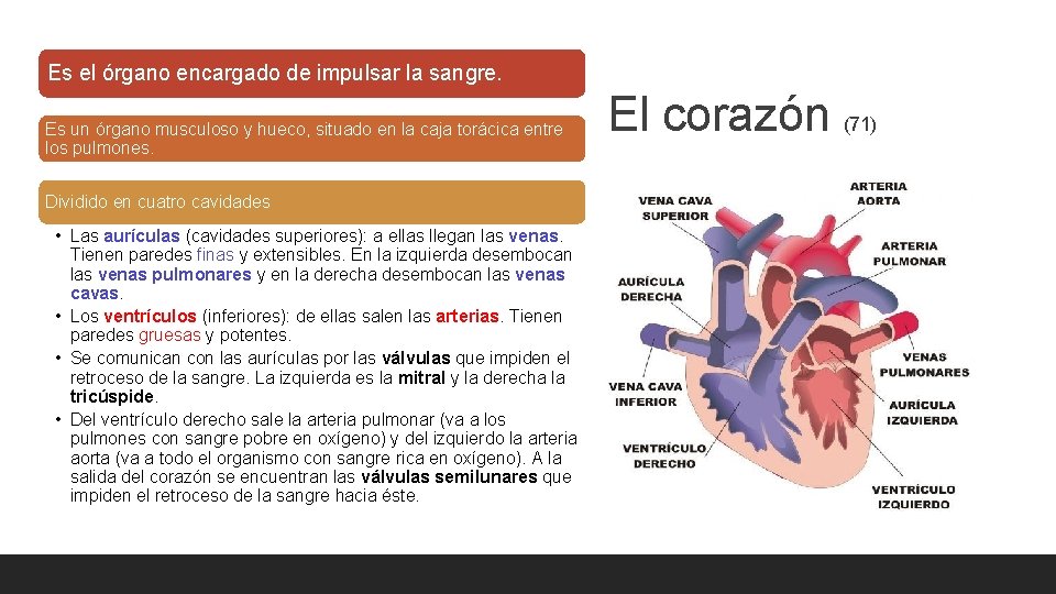 Es el órgano encargado de impulsar la sangre. Es un órgano musculoso y hueco,