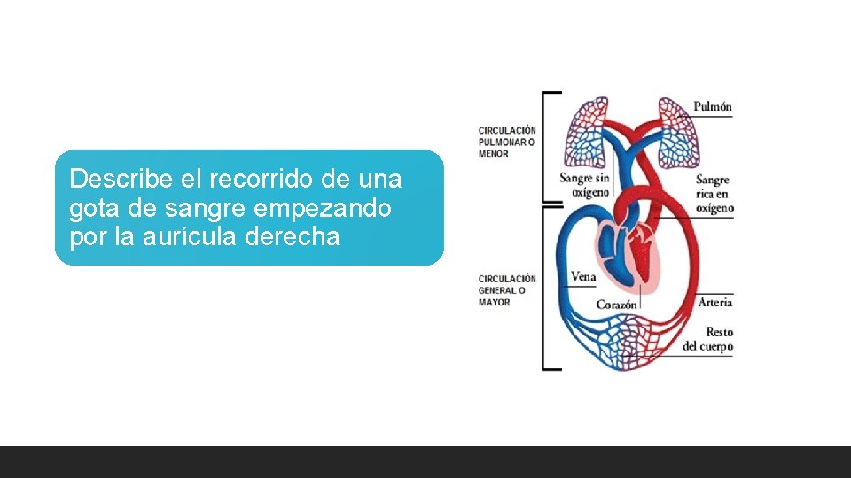 Describe el recorrido de una gota de sangre empezando por la aurícula derecha 