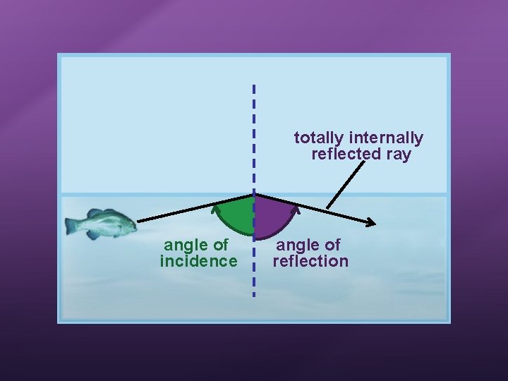 totally internally reflected ray angle of incidence angle of reflection 