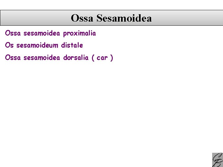 Ossa Sesamoidea Ossa sesamoidea proximalia Os sesamoideum distale Ossa sesamoidea dorsalia ( car )