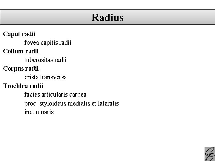 Radius Caput radii fovea capitis radii Collum radii tuberositas radii Corpus radii crista transversa