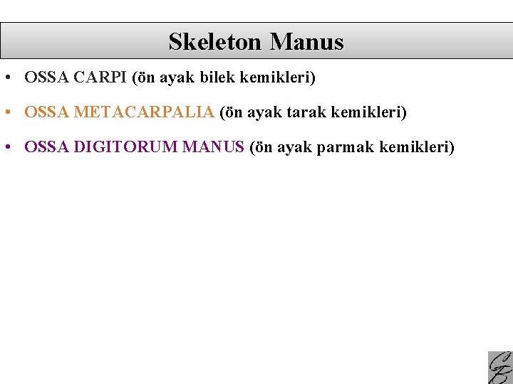 Skeleton Manus • OSSA CARPI (ön ayak bilek kemikleri) • OSSA METACARPALIA (ön ayak