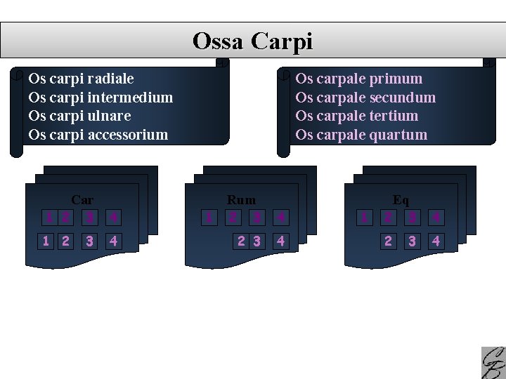 Ossa Carpi Os carpi radiale Os carpi intermedium Os carpi ulnare Os carpi accessorium