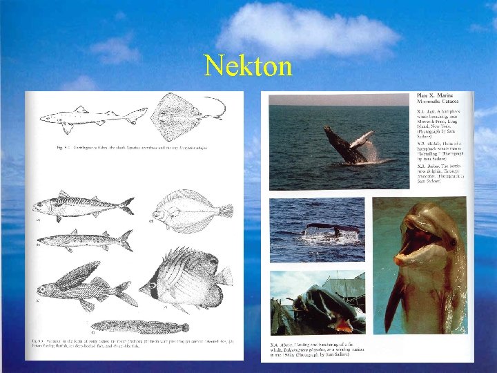 Nekton 