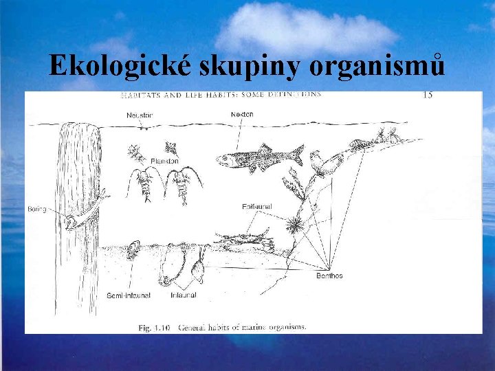 Ekologické skupiny organismů 