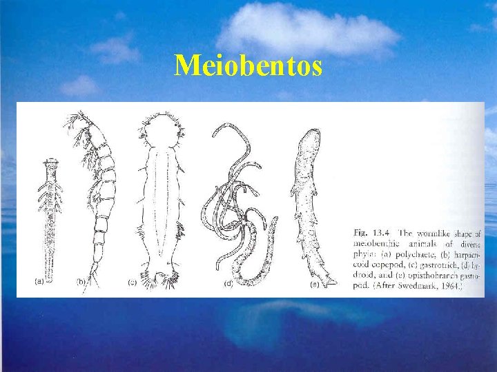 Meiobentos 