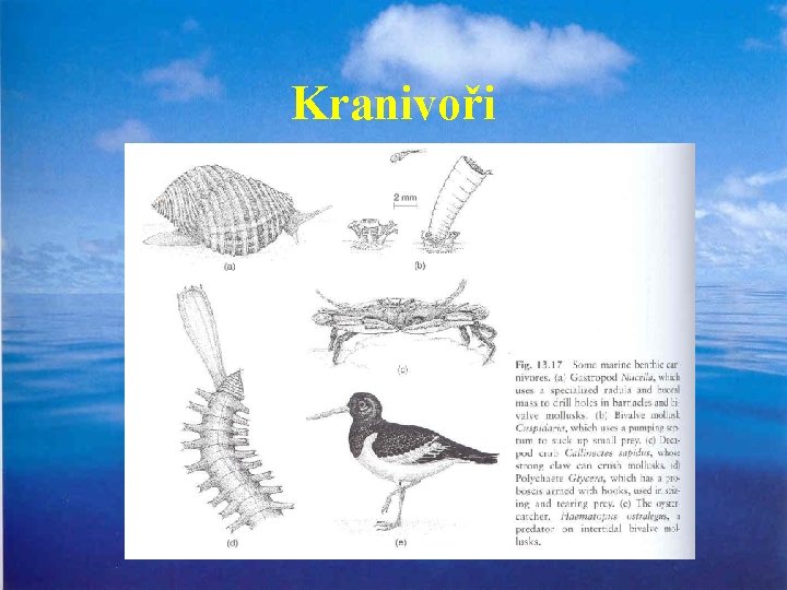 Kranivoři 