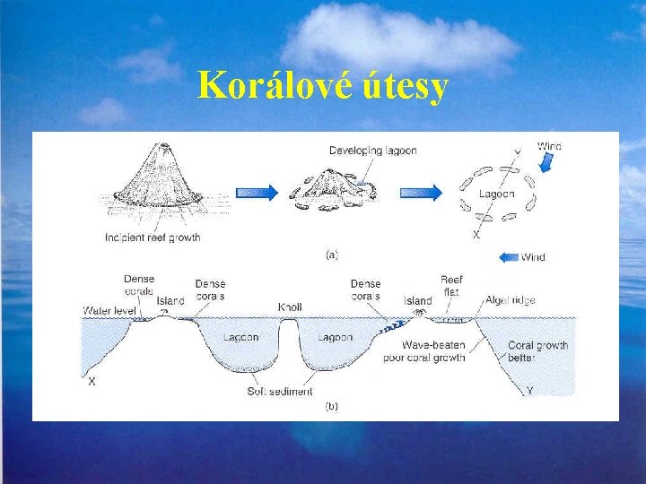 Korálové útesy 