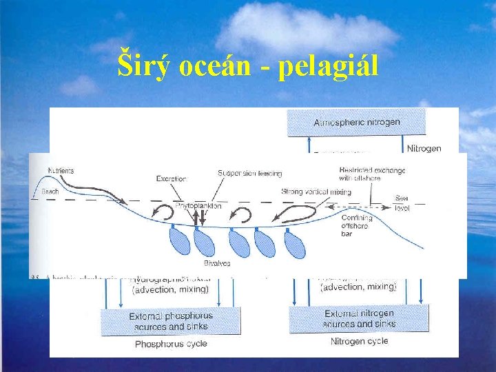 Širý oceán - pelagiál 