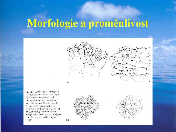 Morfologie a proměnlivost 