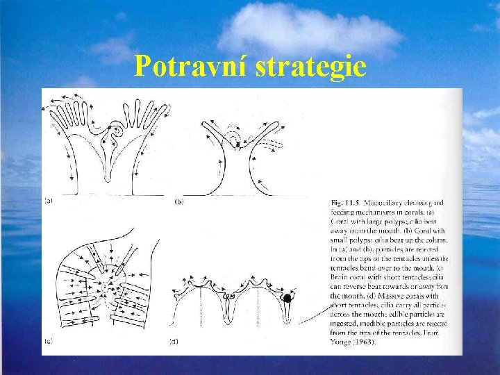 Potravní strategie 