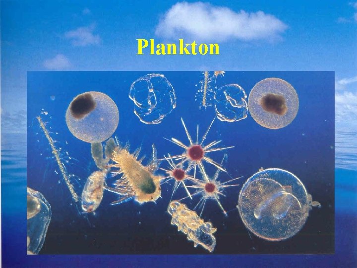 Plankton 