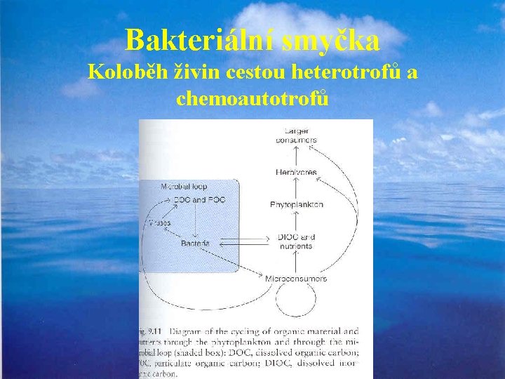 Bakteriální smyčka Koloběh živin cestou heterotrofů a chemoautotrofů 