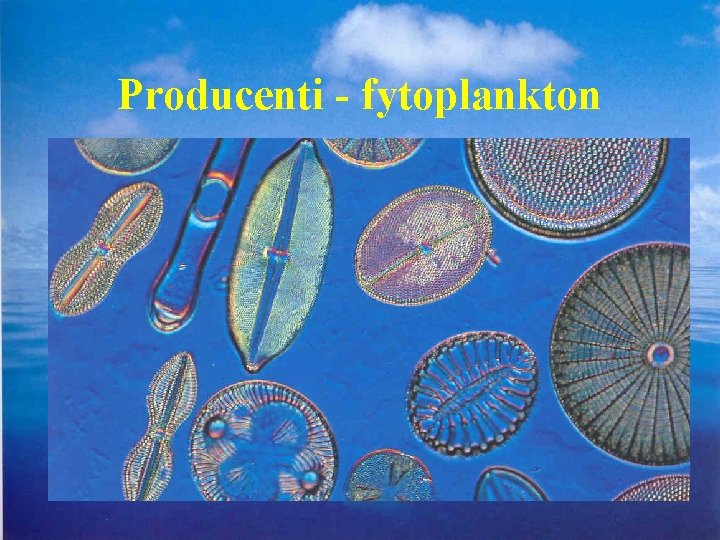 Producenti - fytoplankton 