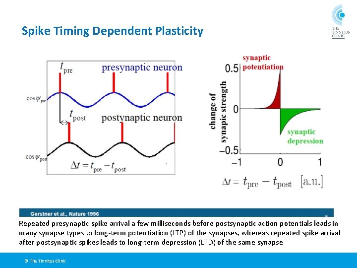 Spike Timing Dependent Plasticity Repeated presynaptic spike arrival a few milliseconds before postsynaptic action