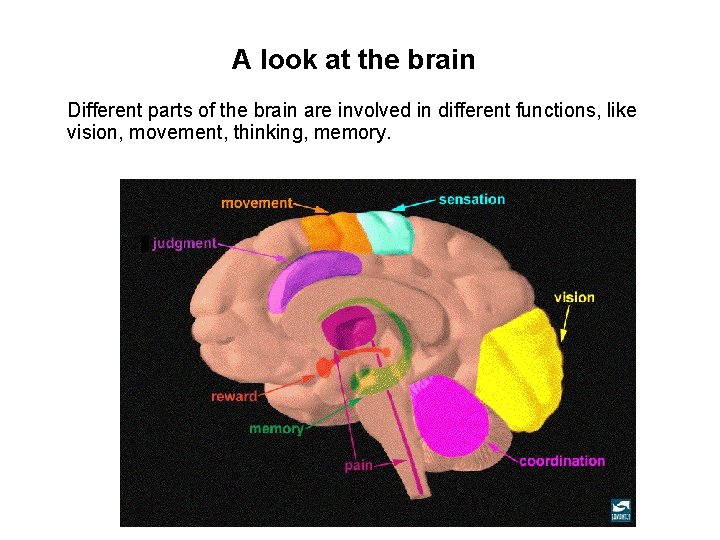 A look at the brain Different parts of the brain are involved in different
