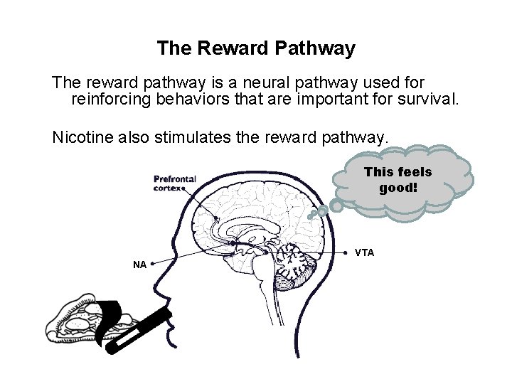 The Reward Pathway The reward pathway is a neural pathway used for reinforcing behaviors
