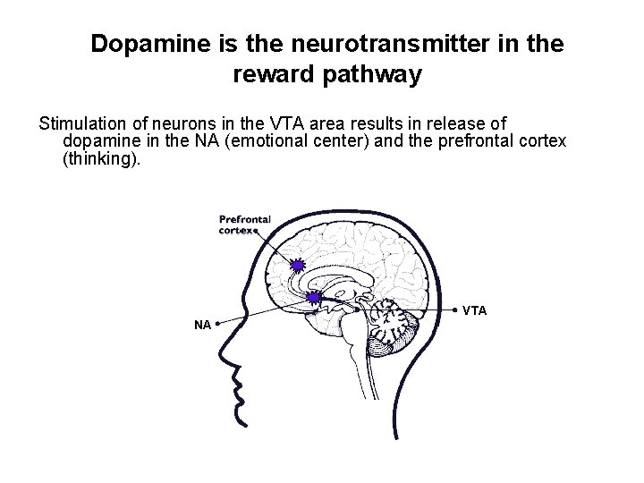 Dopamine is the neurotransmitter in the reward pathway Stimulation of neurons in the VTA