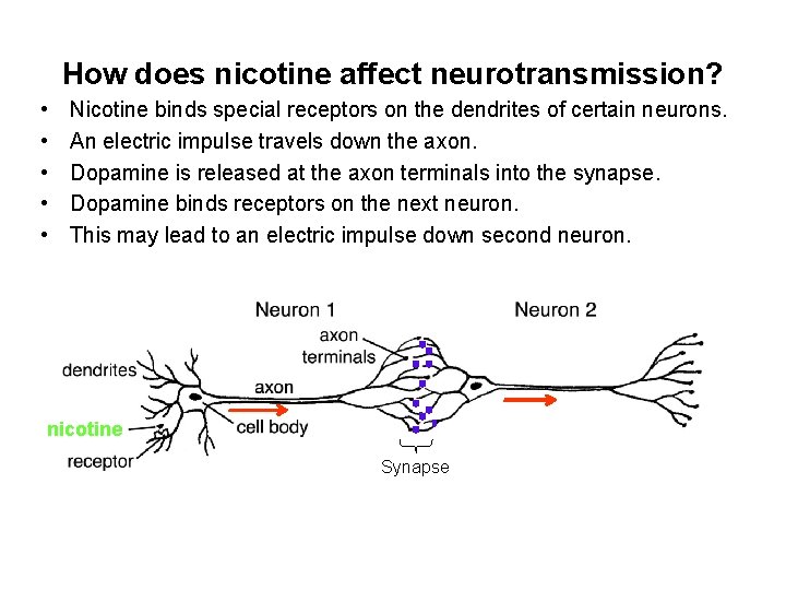 How does nicotine affect neurotransmission? • • • Nicotine binds special receptors on the