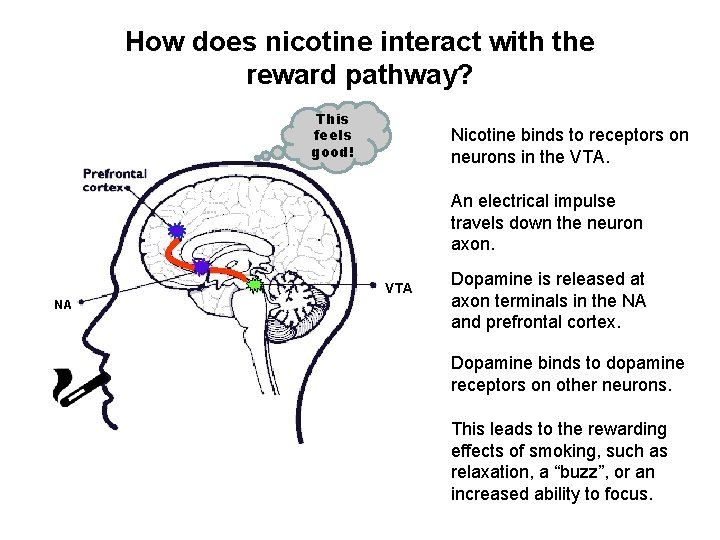 Lesson 3 How Nicotine Interacts with the Brain