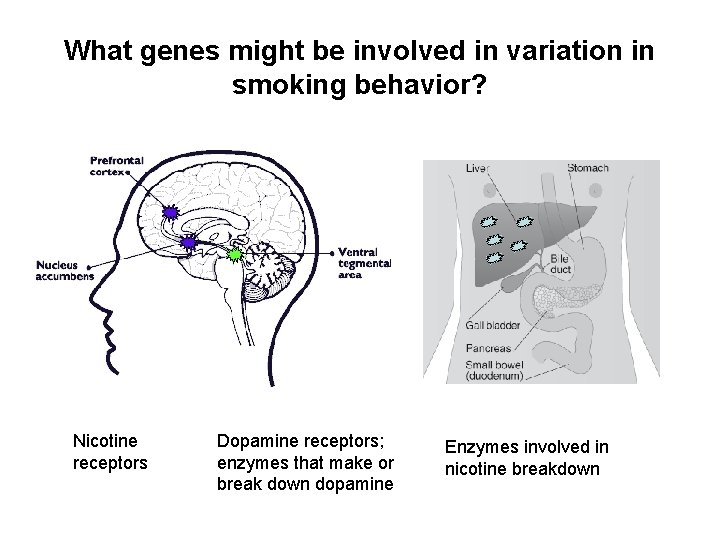 What genes might be involved in variation in smoking behavior? Nicotine receptors Dopamine receptors;