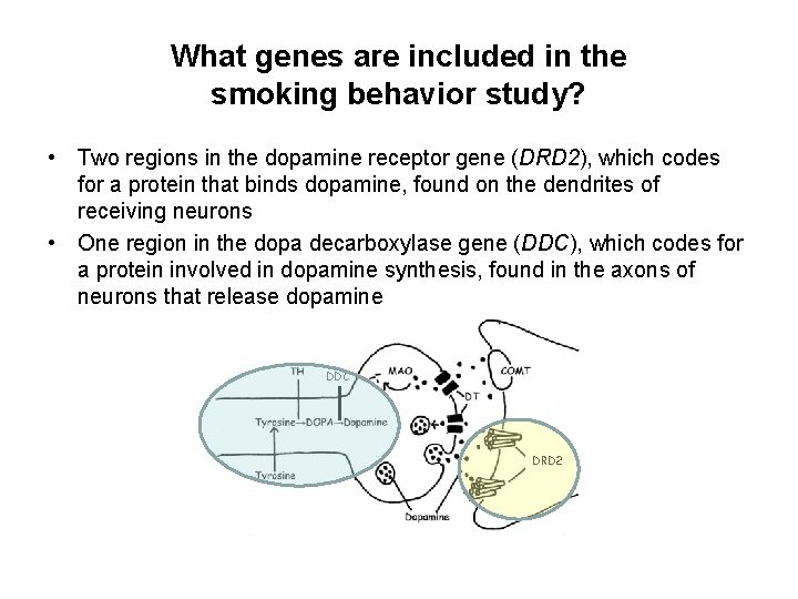 What genes are included in the smoking behavior study? • Two regions in the