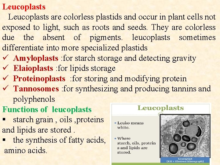 Leucoplasts are colorless plastids and occur in plant cells not exposed to light, such