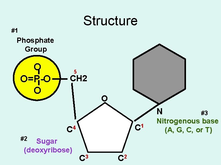 Structure #1 Phosphate Group O O=P-O O 5 CH 2 O N C 1