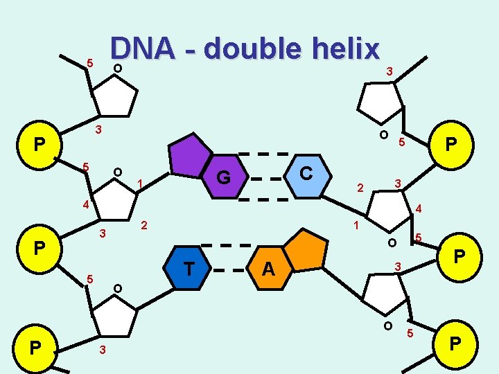 DNA double helix O 5 3 P 5 3 O O C G 1