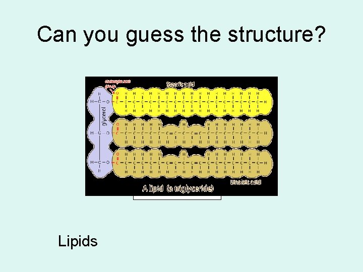 Can you guess the structure? Lipids 