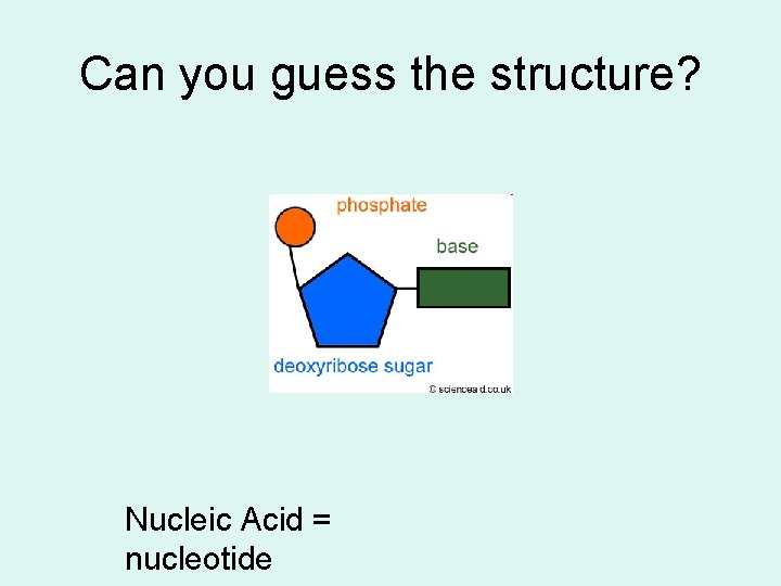 Can you guess the structure? Nucleic Acid = nucleotide 