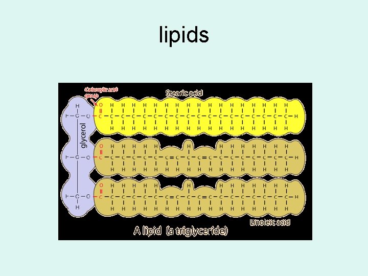 lipids 