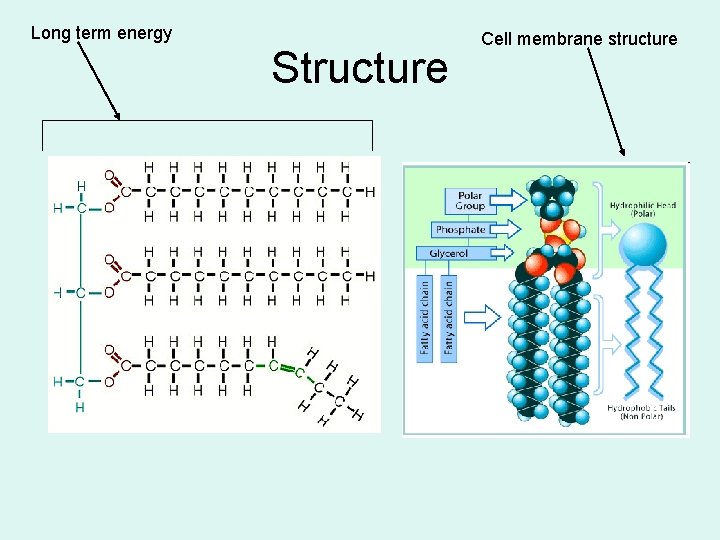 Long term energy Structure Cell membrane structure 