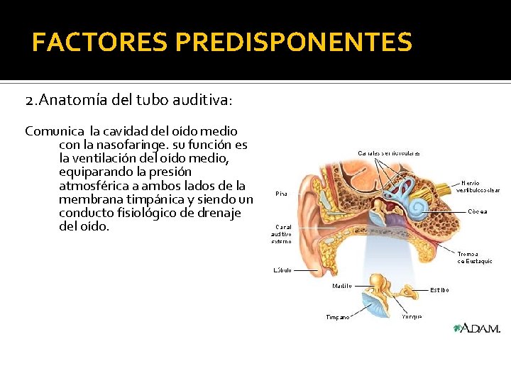 FACTORES PREDISPONENTES 2. Anatomía del tubo auditiva: Comunica la cavidad del oído medio con